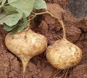 土瓜可以烤熟了吃吗视频,烤熟美味，尽享田园风味